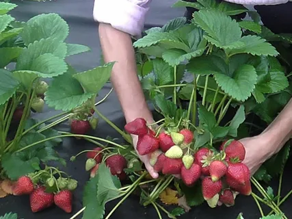 Клубника  "Сирия"  (6 шт.)